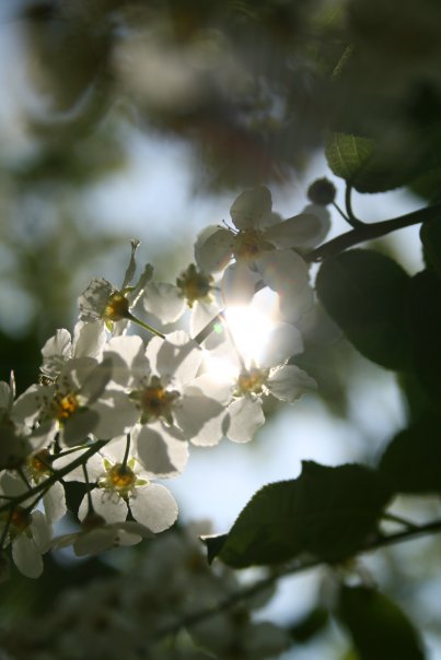 Photo of tree in bloom by Wendi Nordell